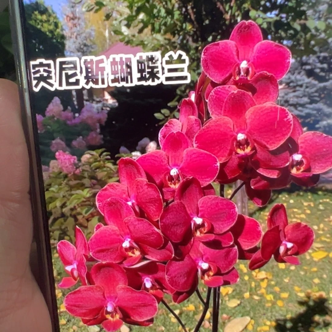 当前无花栽培后可以开花突尼斯带剑，凑单发货
