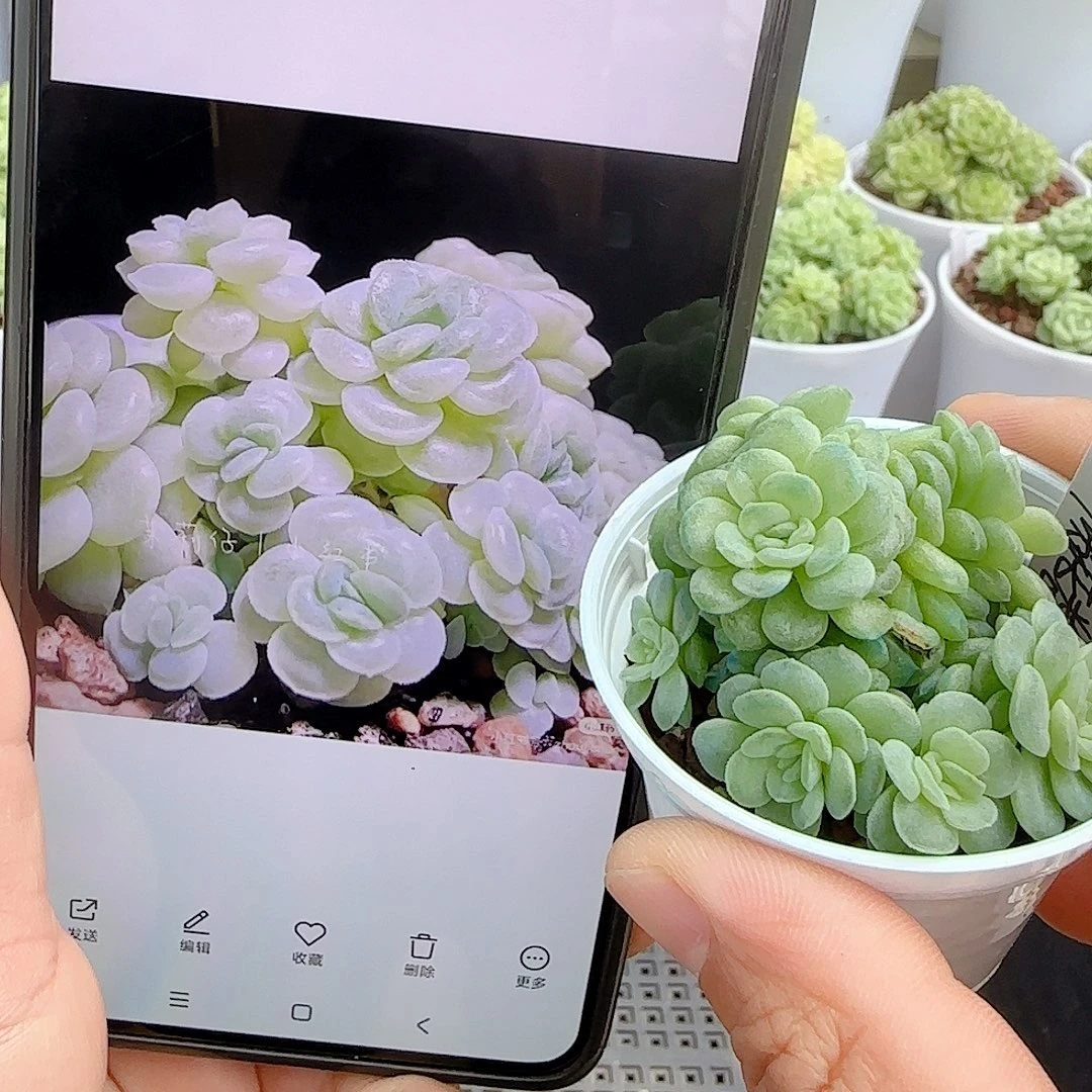 【闪购商品】0925-8棉花卷