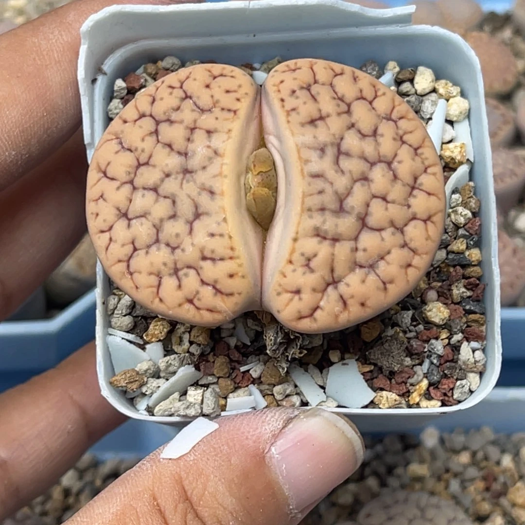 0610舞岚1粗纹尺寸4.3