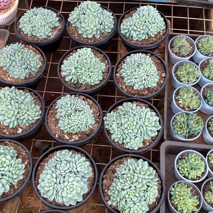 脱土带盆百达翡翠群两单包邮