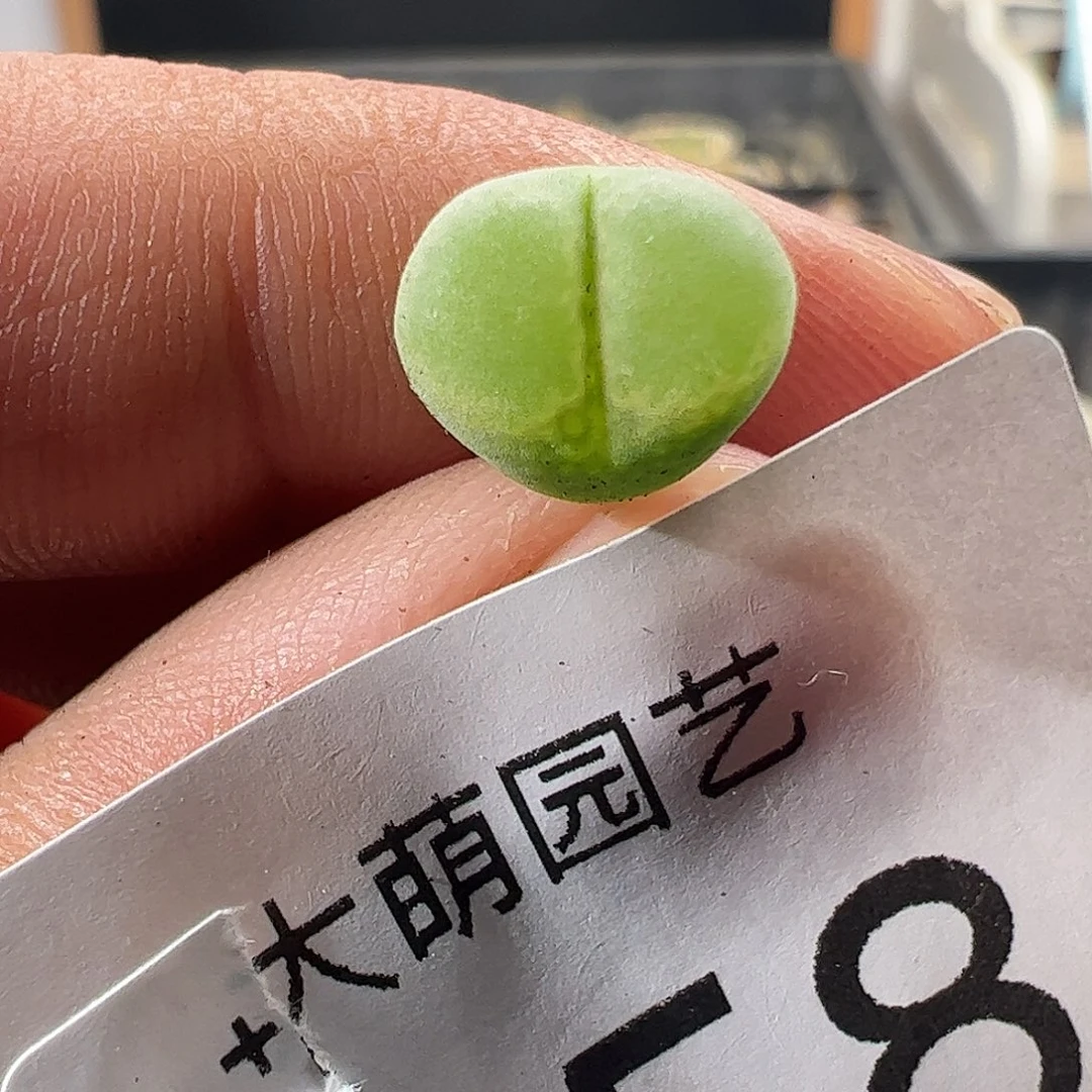 一物一拍。      458