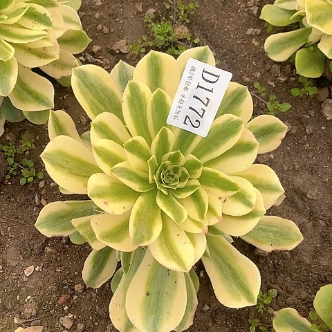 1772辛尼亚多肉量拍