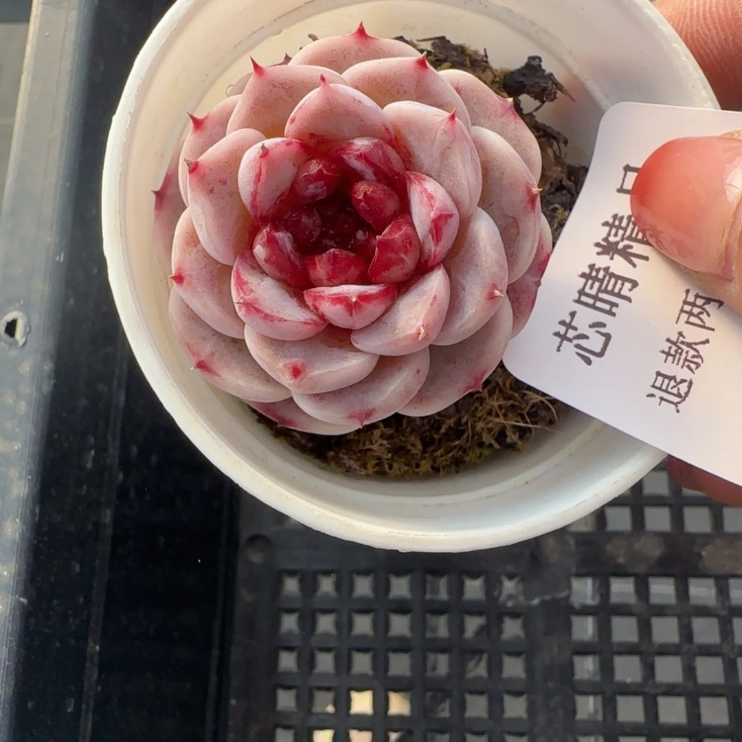 S*.闪购精品多肉665号