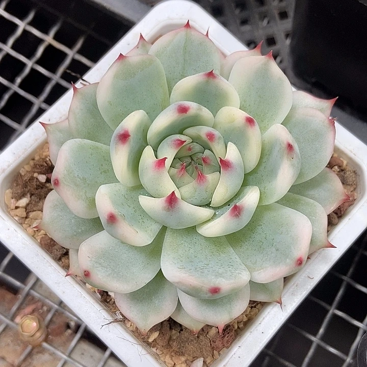 吉娃娃覆轮锦多肉