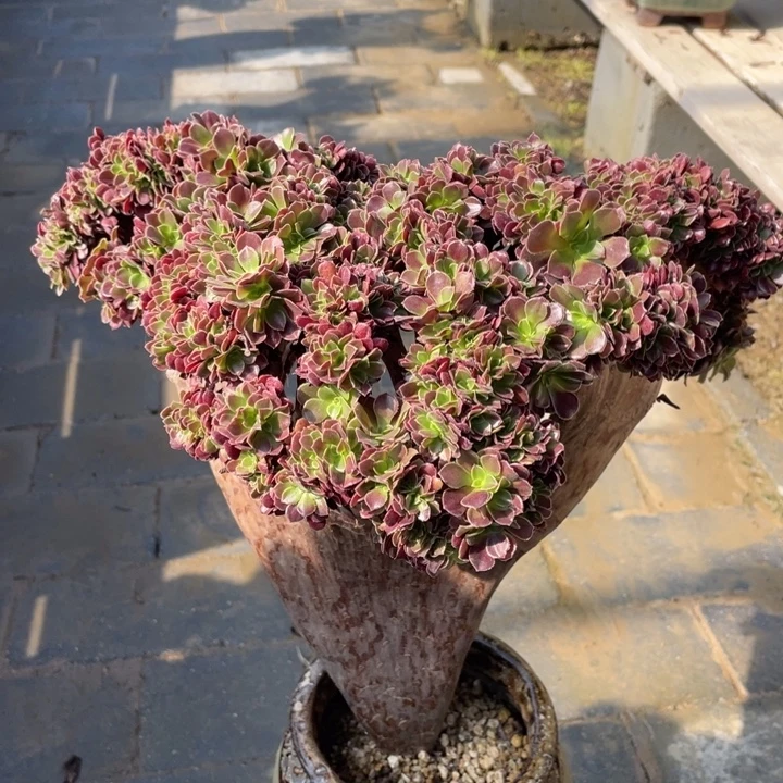 法师老桩缀化欧紫