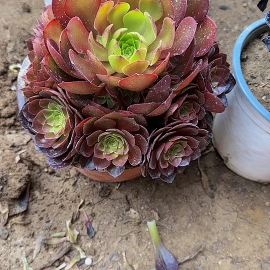 桃花石7.99加急发明天