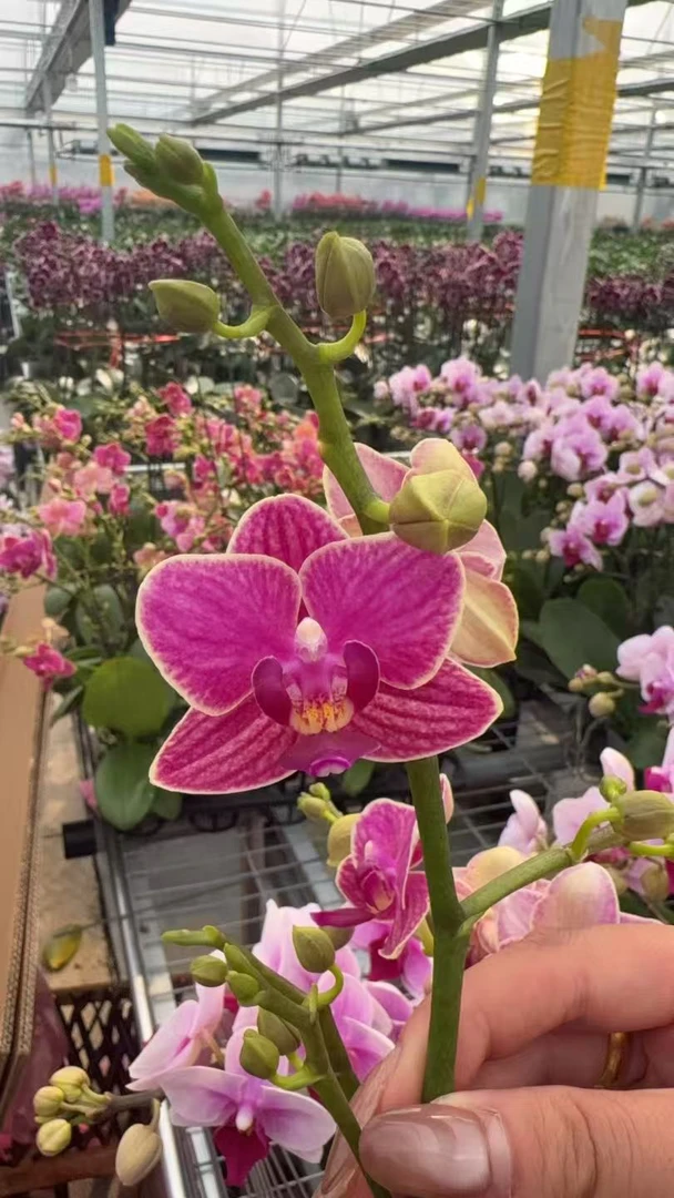 【金边玲珑】花小哥 稀有带金边蝴蝶兰 基地直发