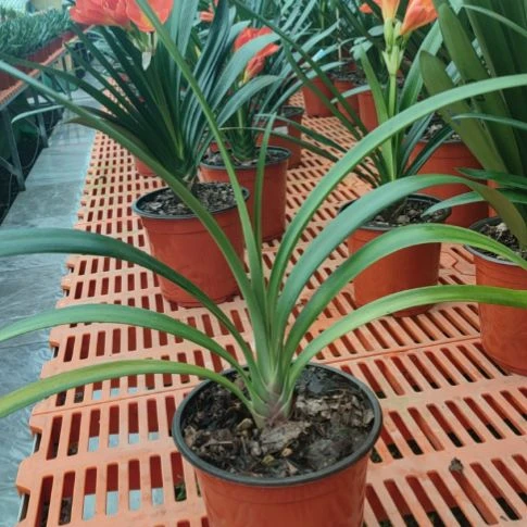 当前无花栽培后可以开花