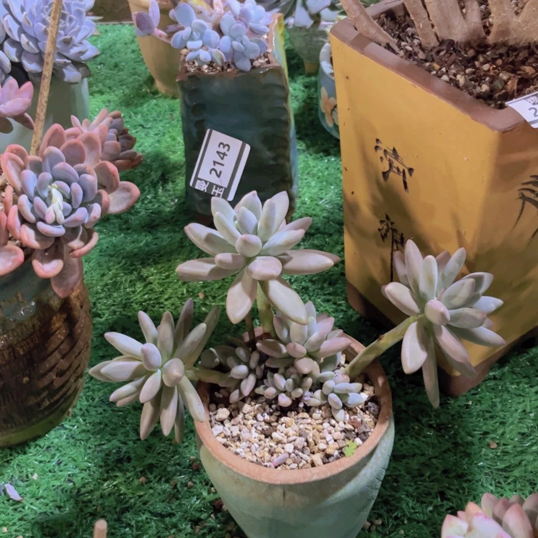 白兰地多肉植物2143