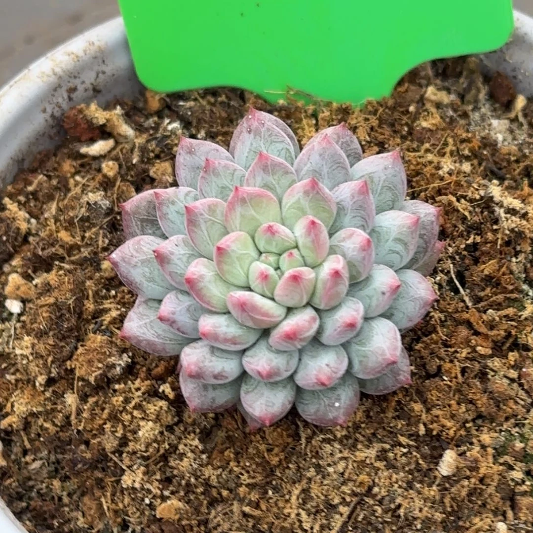 ****汉堡哥哥多肉植物