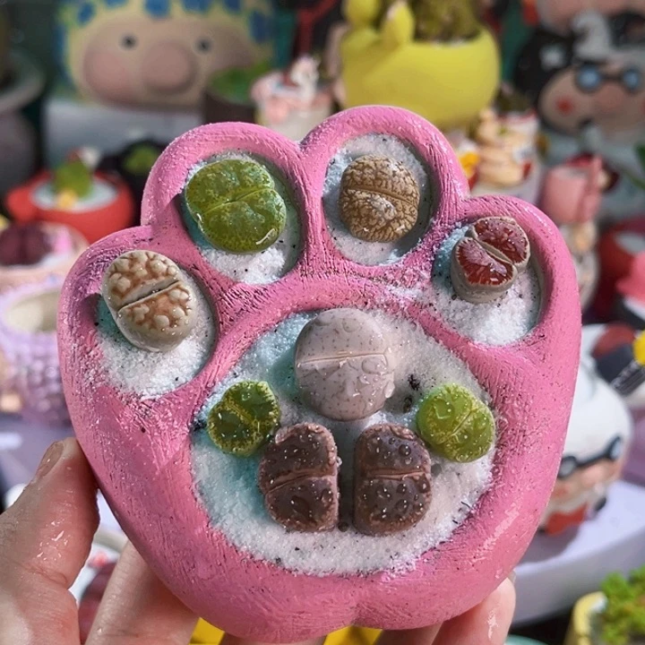 029手工盆猫爪生石花连盆带土包邮