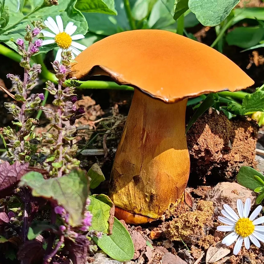 现货人工种植见手青黄牛肝菌现发美味大脚菇黄濑头菌山珍蘑菇