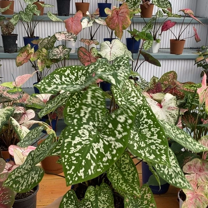 不开花植物彩叶芋雪花