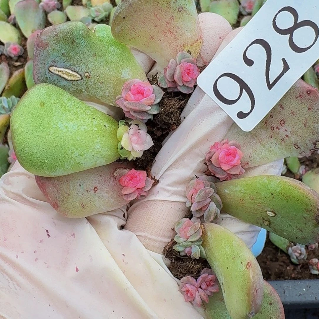 多肉植物多肉植物928