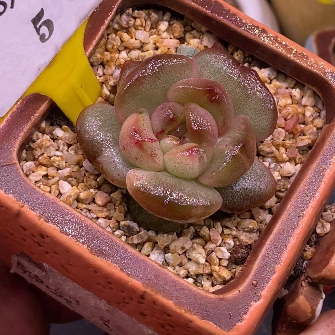 55红恋白锦单头…………