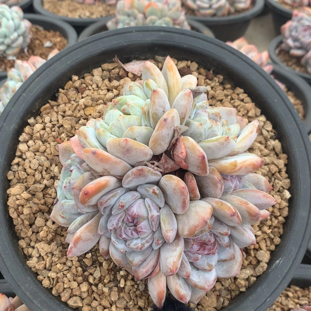 石榴籽六头花花花