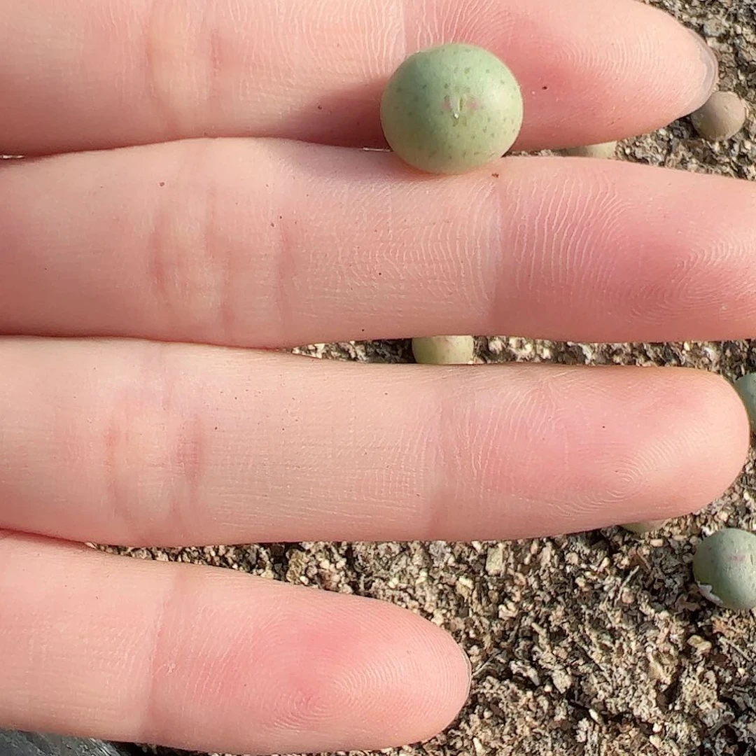 0000量拍正版白花大枪1颗尺寸不大