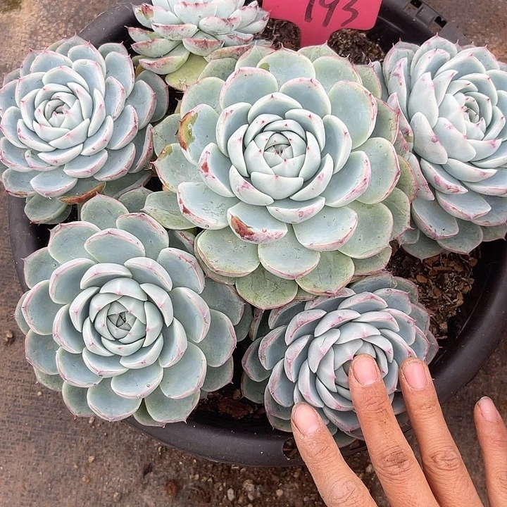 两单包邮，一物一拍193散