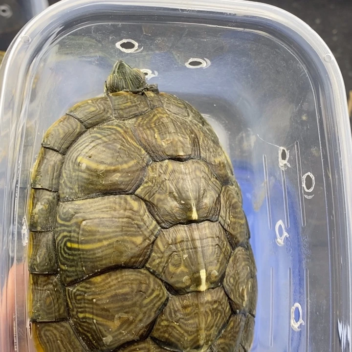 巴西彩龟母6666666