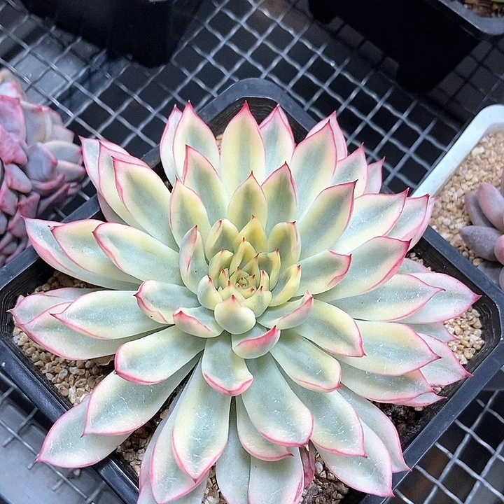 新圣骑兵锦多肉植物