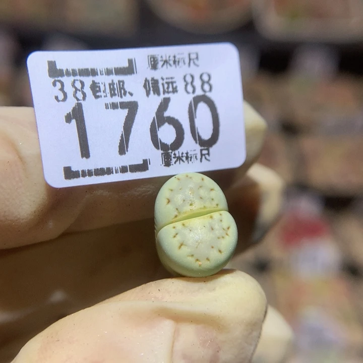 小*子Sss精品生石石1760