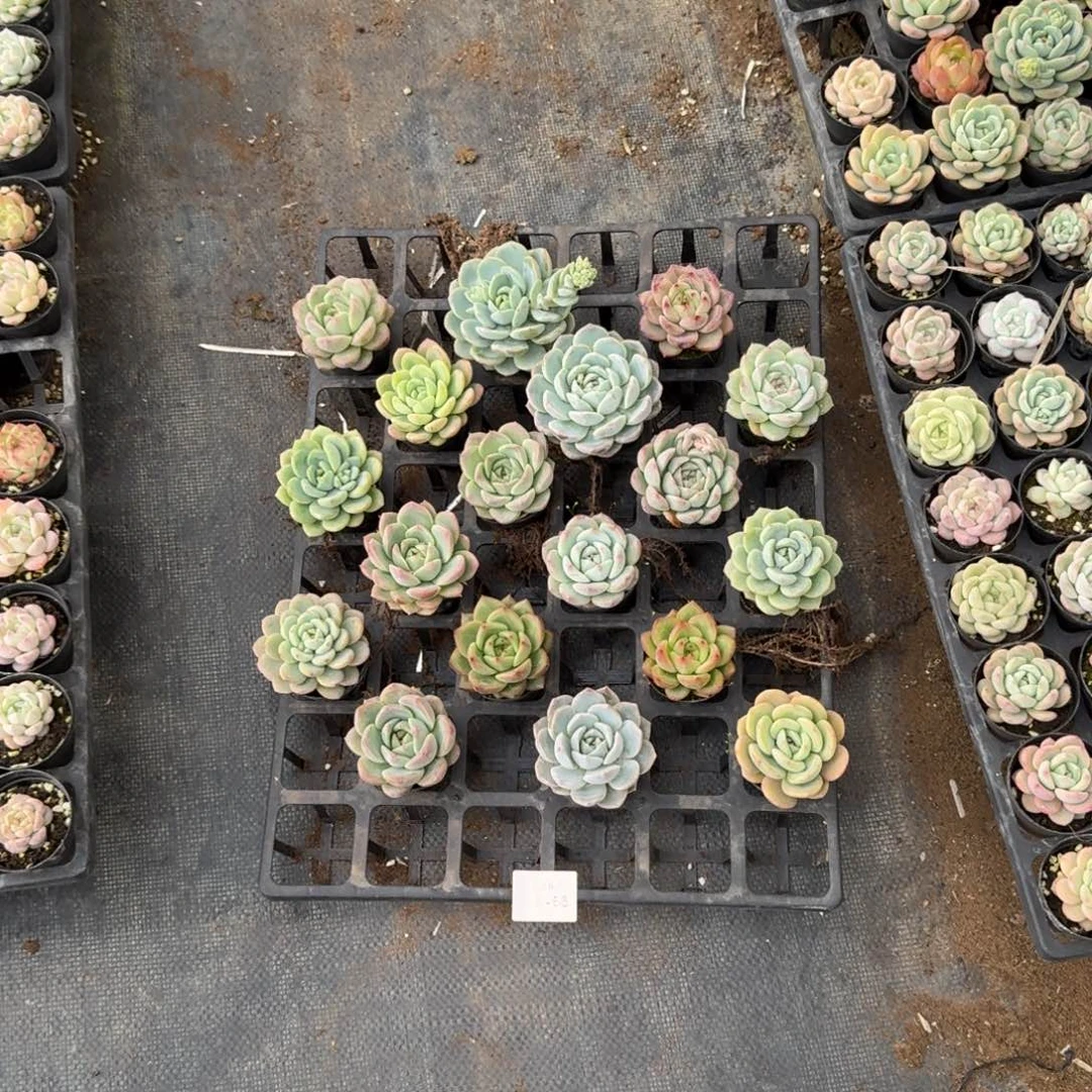 绿菜18颗量拍22-119