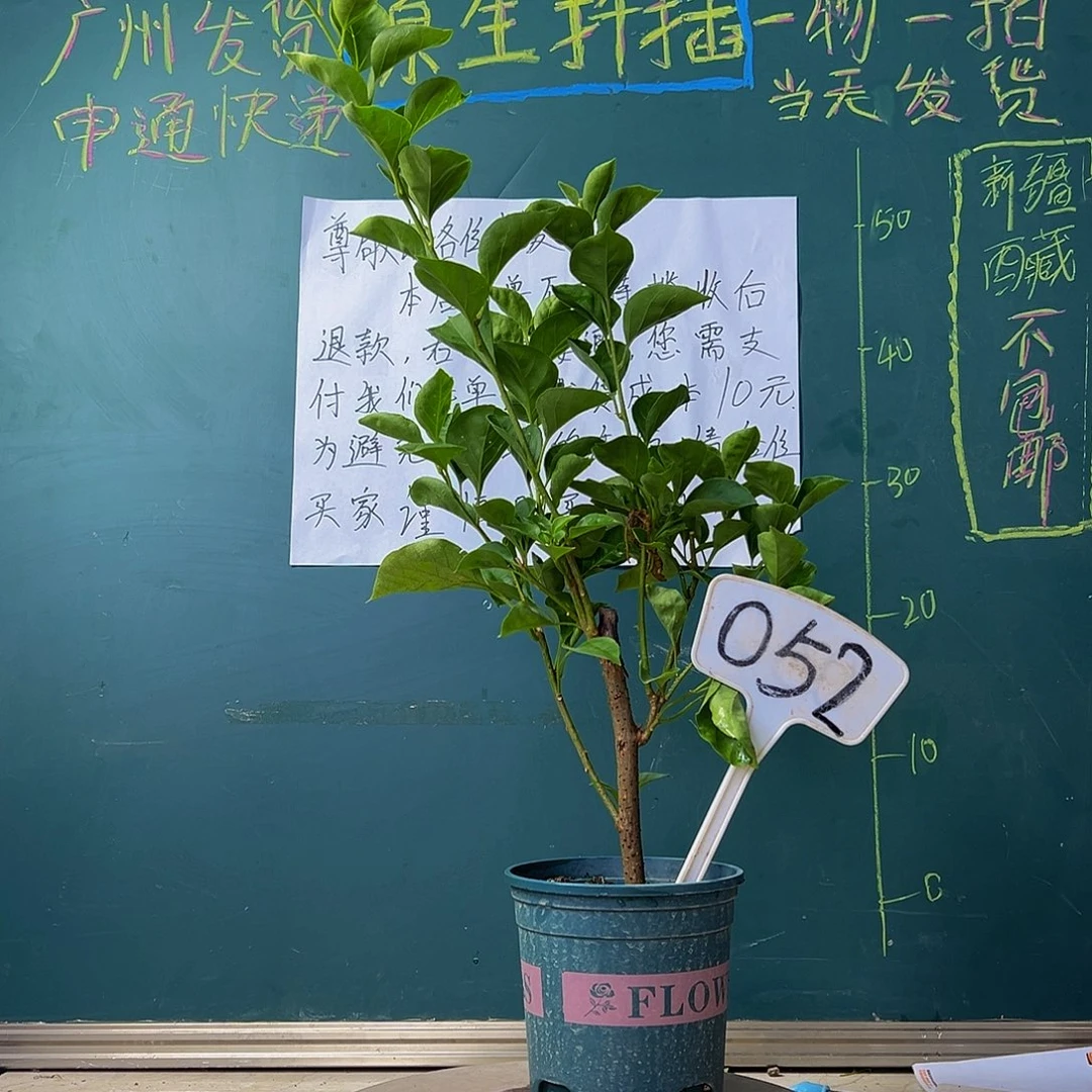 当前无花栽培后可以开花 天鹅绒大咖啡 052