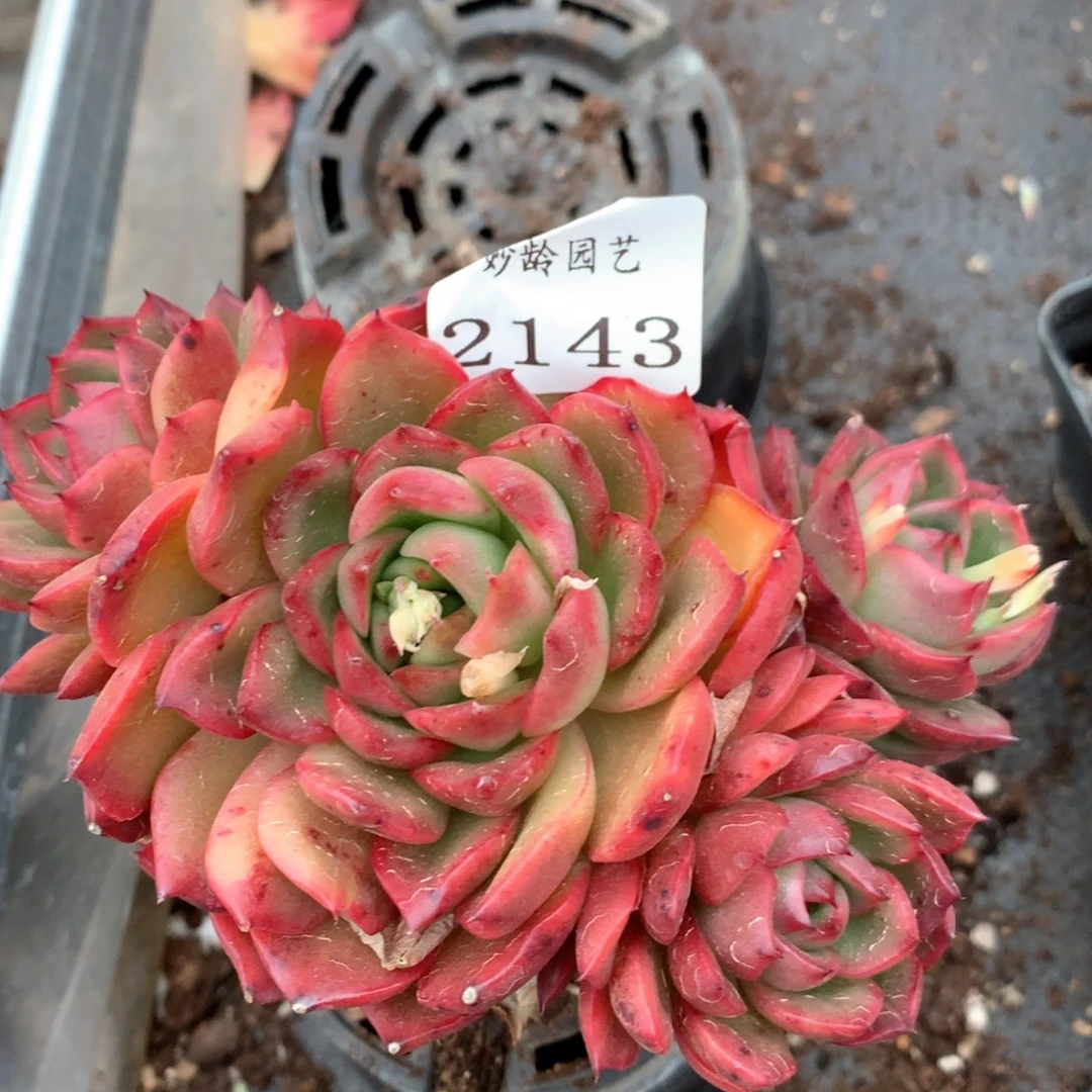 2143杂交多肉植物