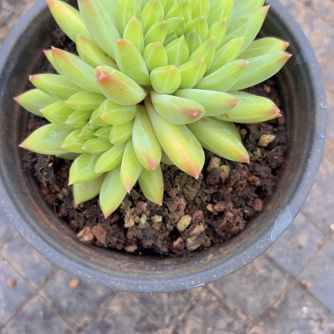 糖***凉寄养一物一拍专拍链接