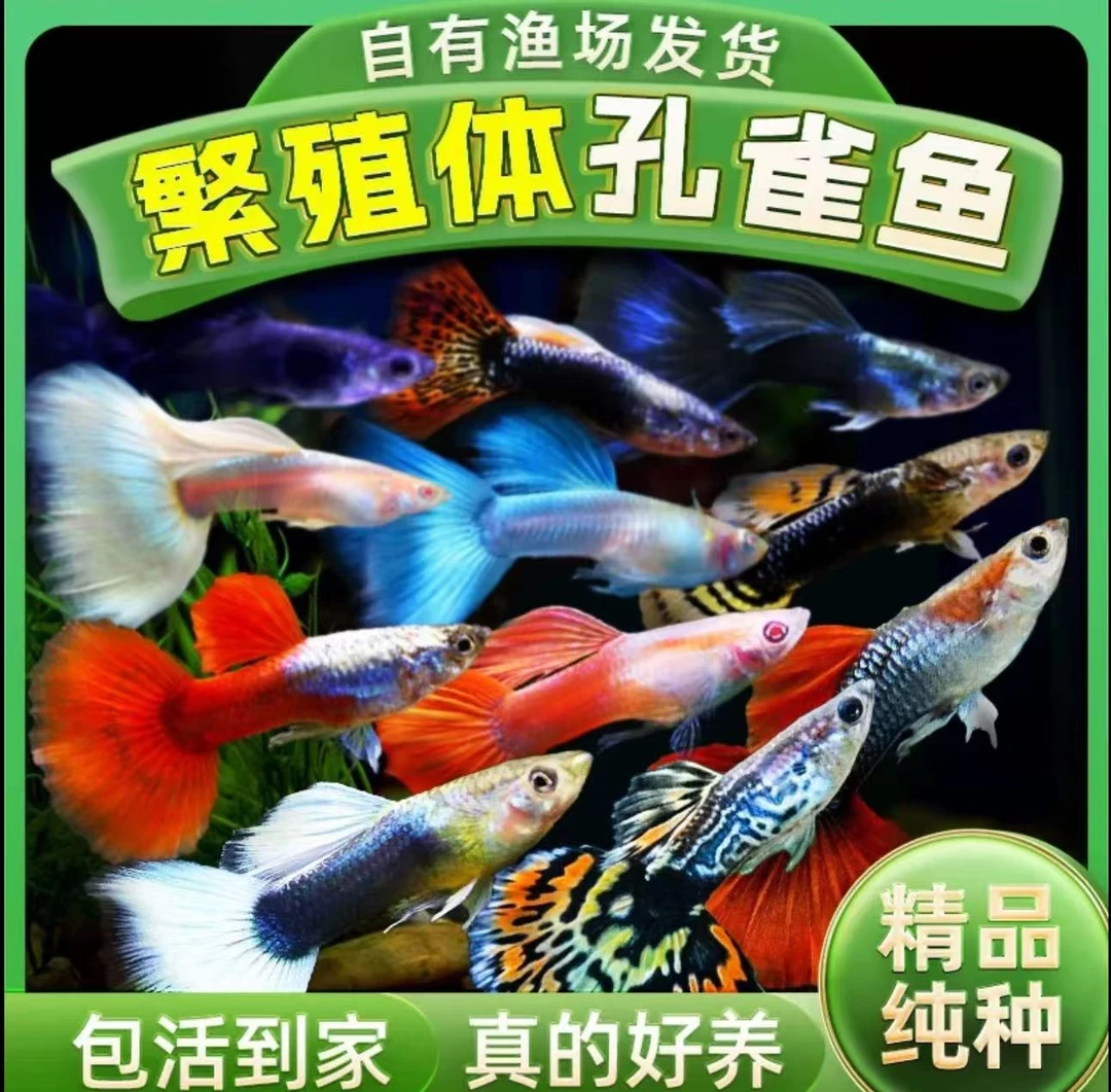 孔雀鱼小型观赏鱼热带鱼胎生鱼新手好养皮实耐活活体可孔雀鱼推荐