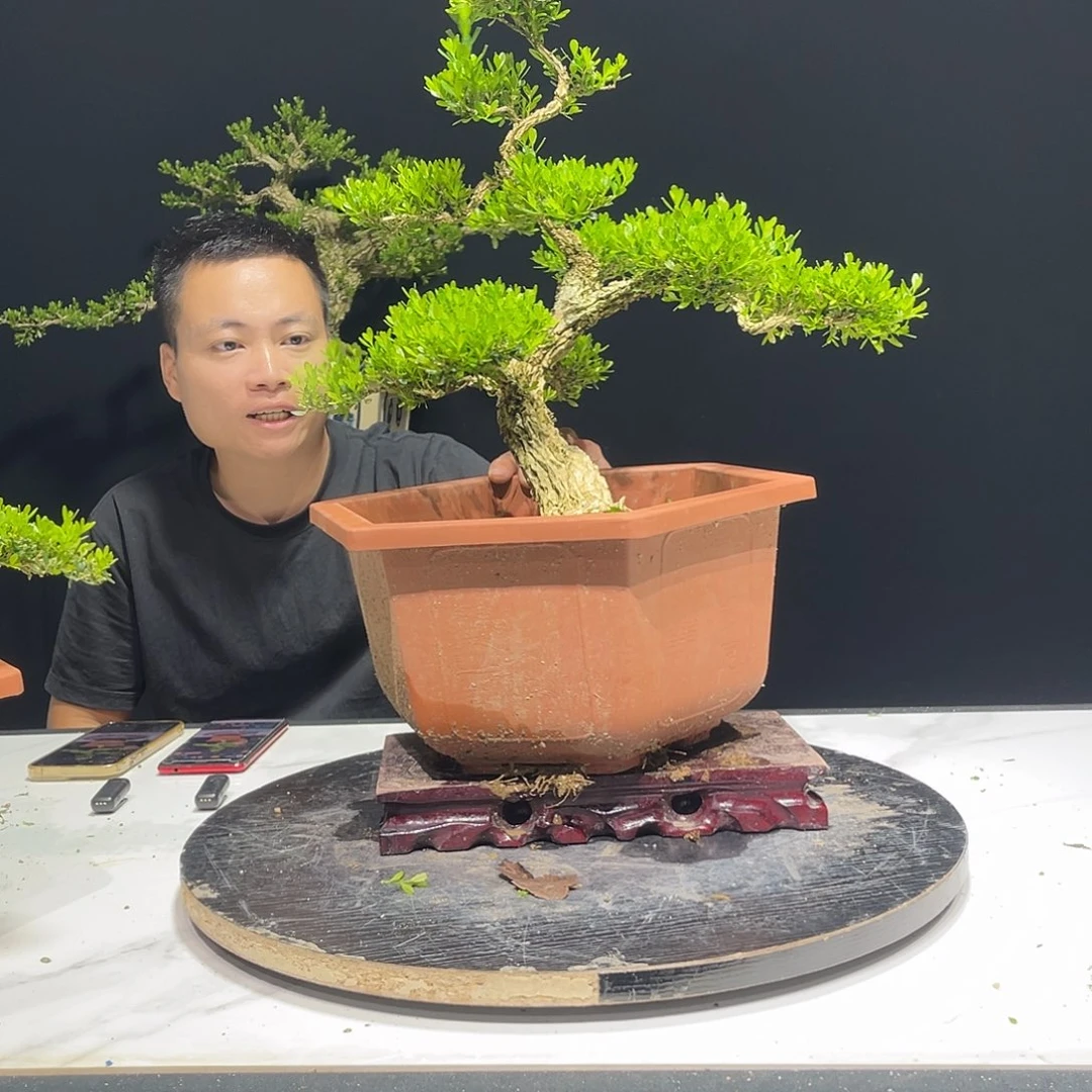 当前无花栽培后可以开花