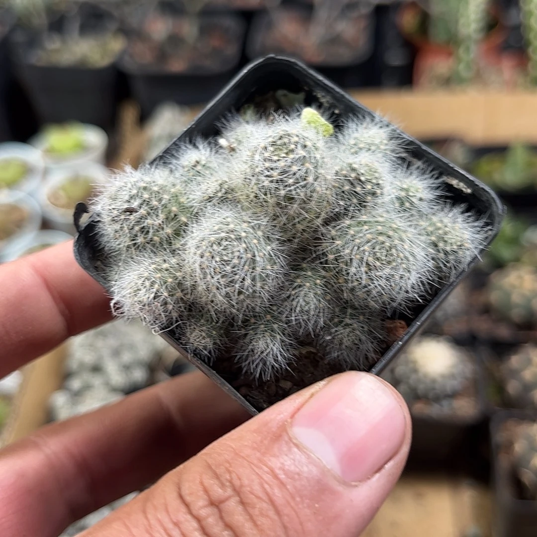 羽毛丸群生单头发货单头