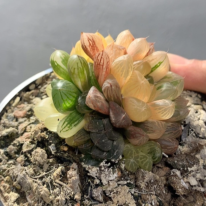 苏州玉露极上斑5号