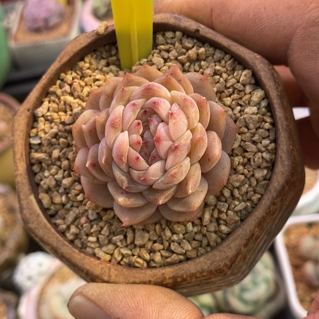 9171红琥珀缀多肉植物