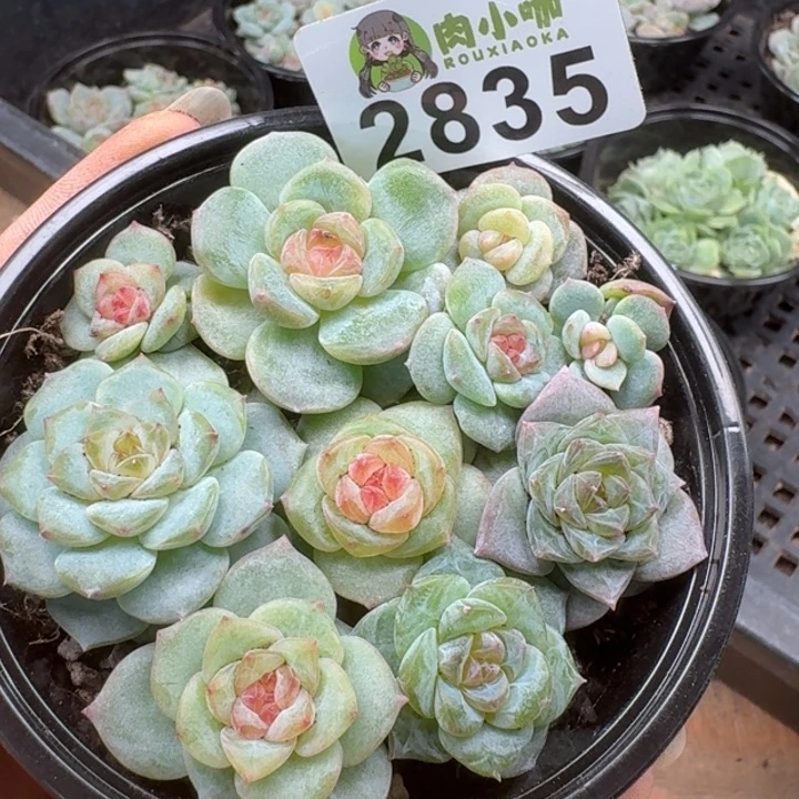 多肉植物多肉植物