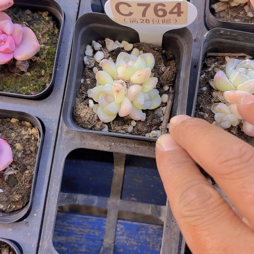 C764冰玉一物一拍