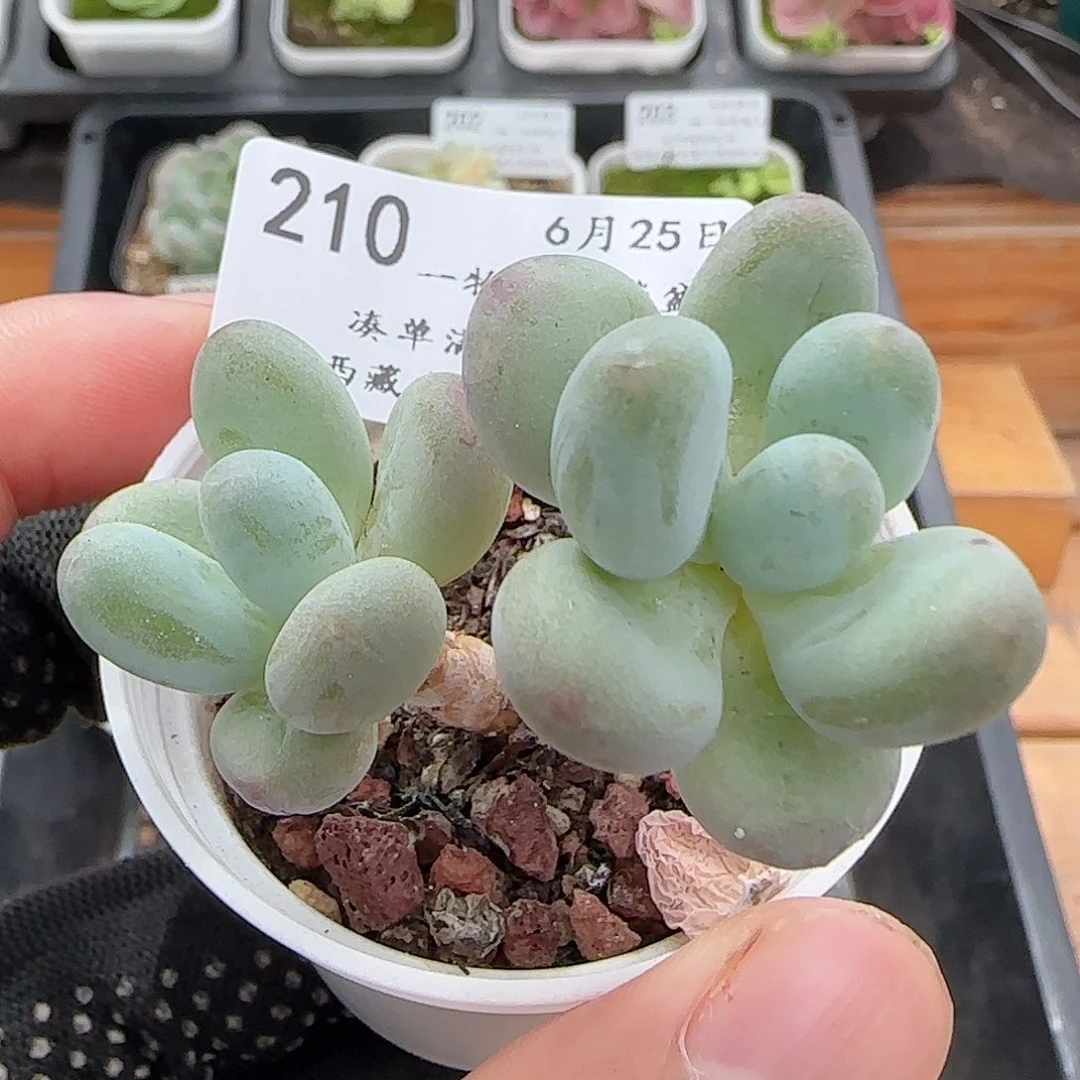 多肉0625-210苹果美人