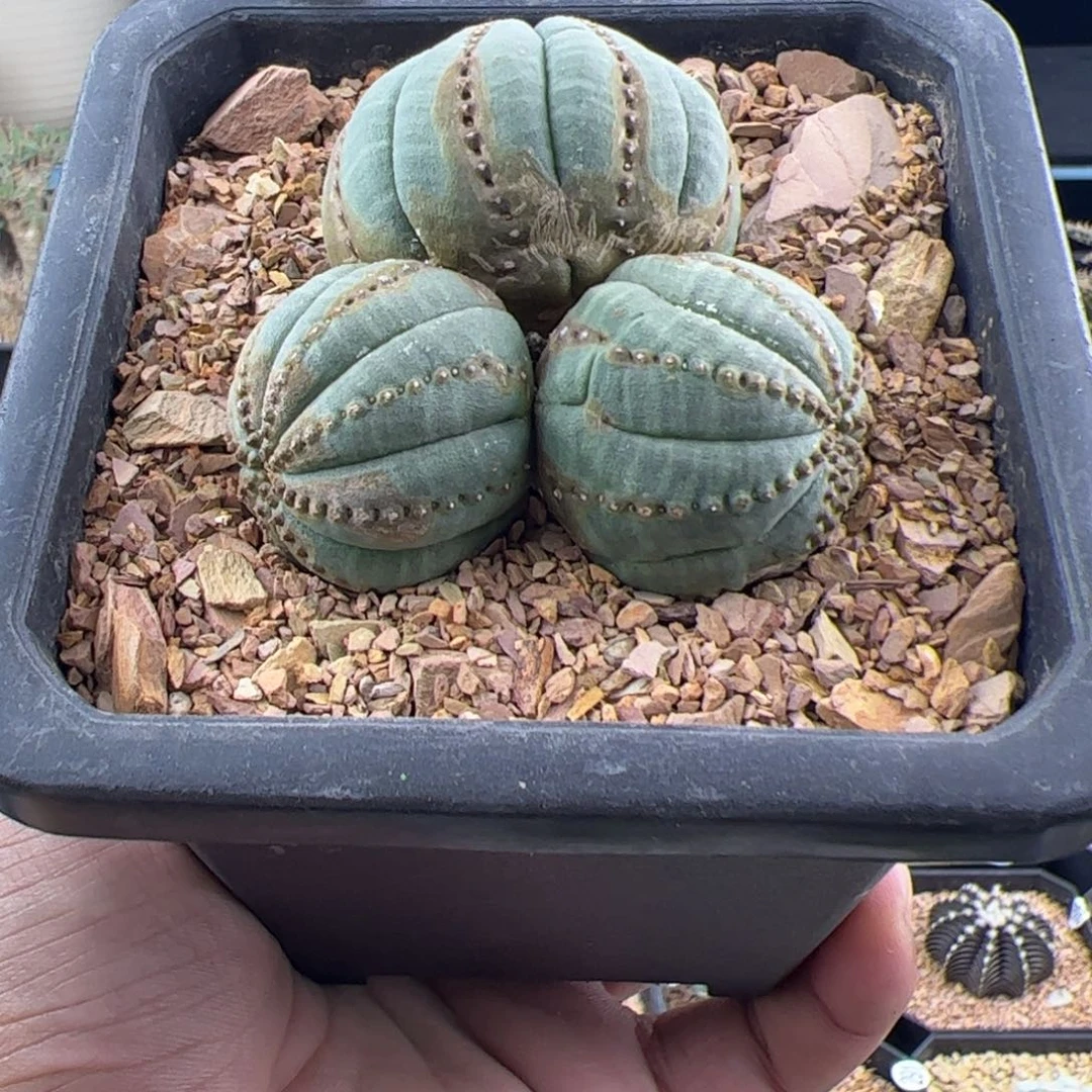 锈斑布纹球群一物一拍798