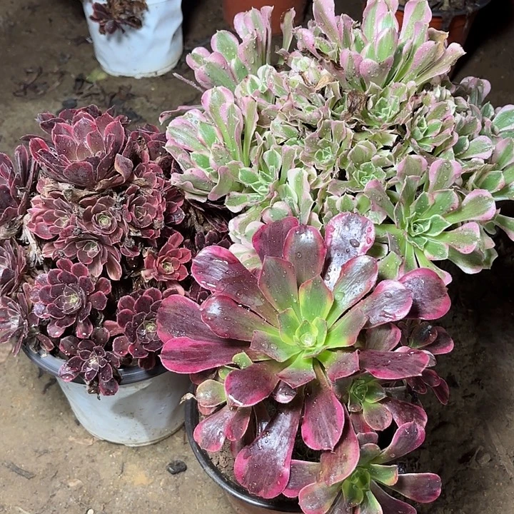 多肉植物法师3颗8
