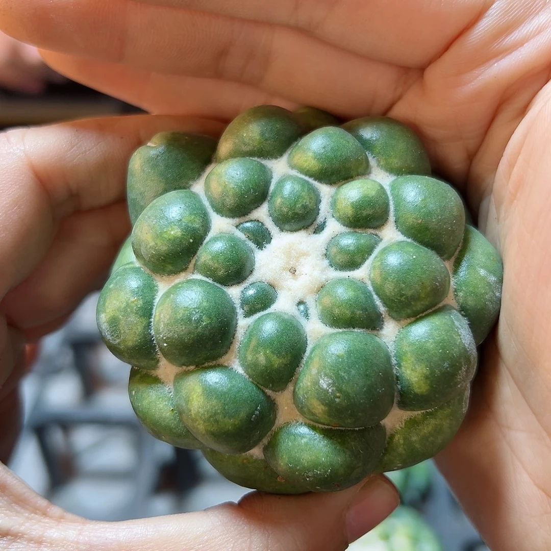 蜘蛛眼无根6公分1颗