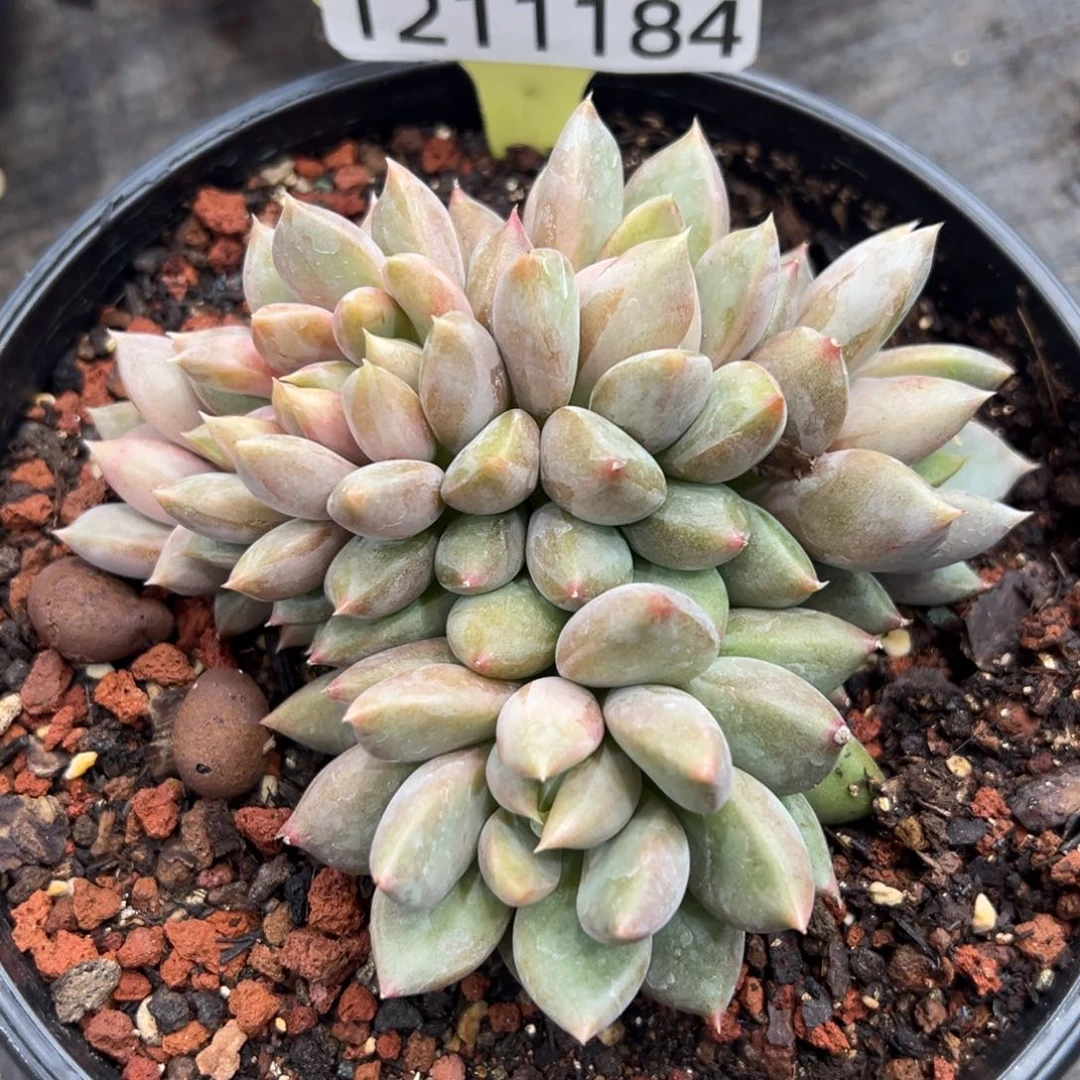 1211184 象牙胸花朵朵缀