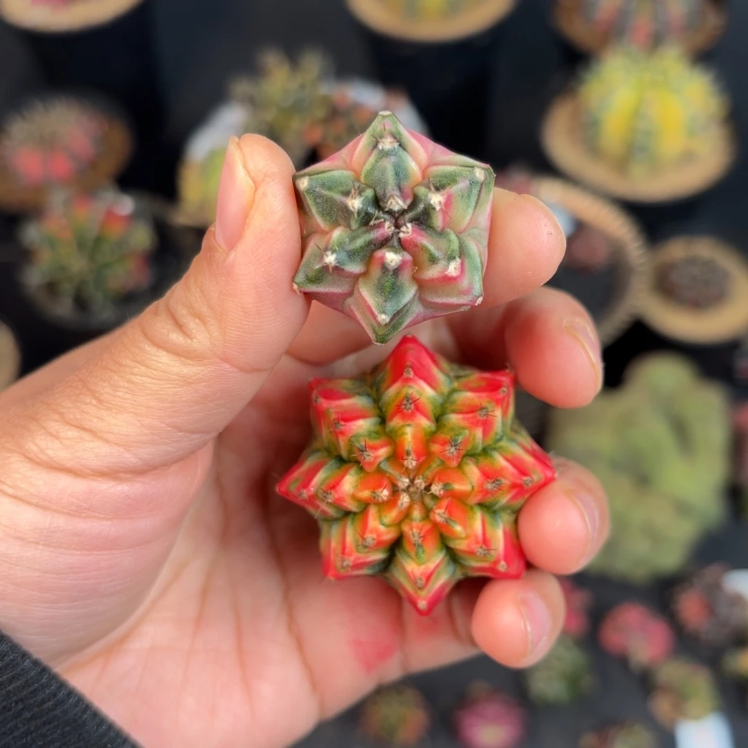 泰系米哈仙人球组合9号