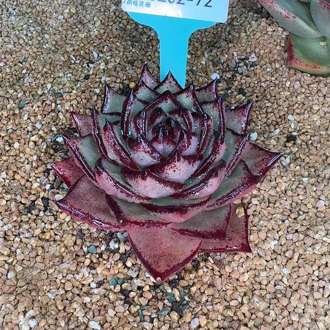 从前慢花园东云系多肉0202-72