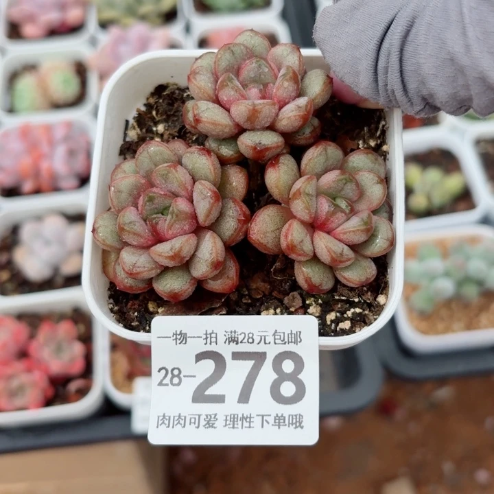 葡萄无盆土发货无盆土