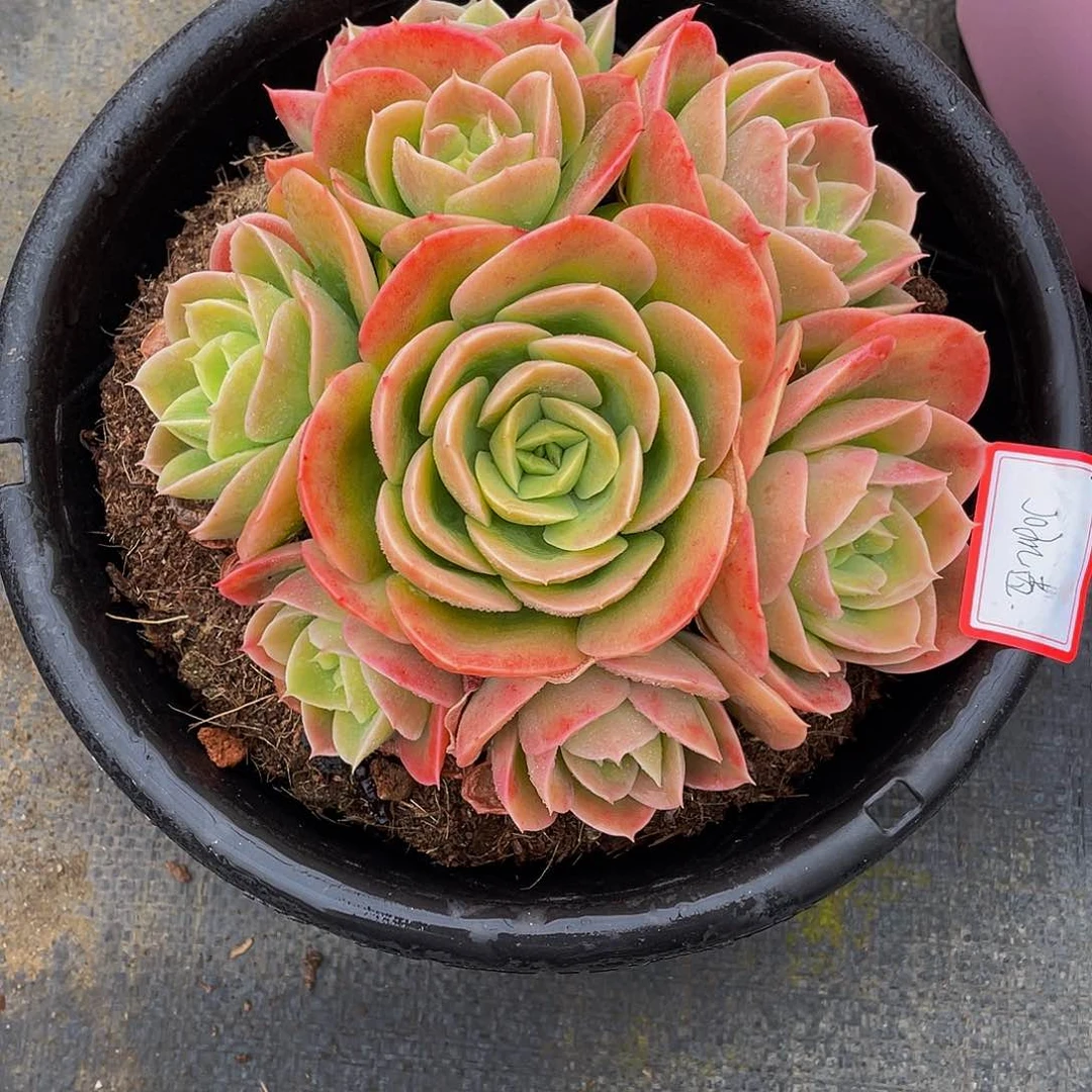 J****茵辛纳塔多肉植物