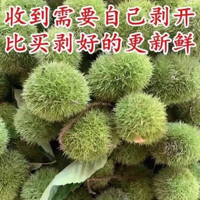 新鲜板栗生2025新货栗子现摘现发油栗子毛栗子粟子罗田栗子球3斤