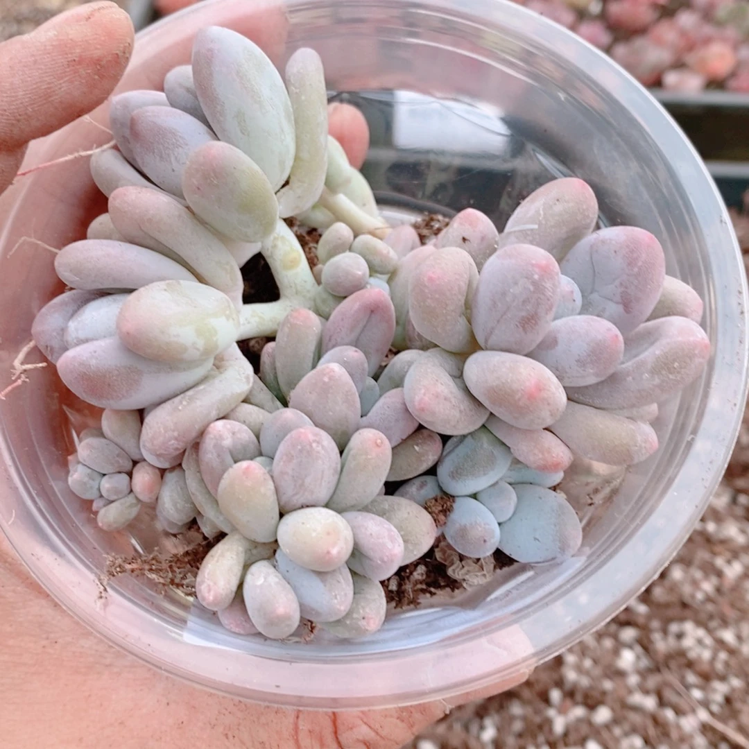 多肉植物精品切糕B353
