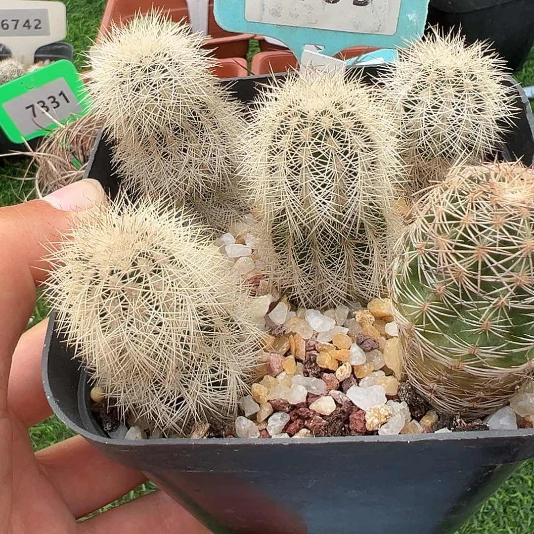 6156 虾 5 棵实生清货满 39 包邮，非偏远地区