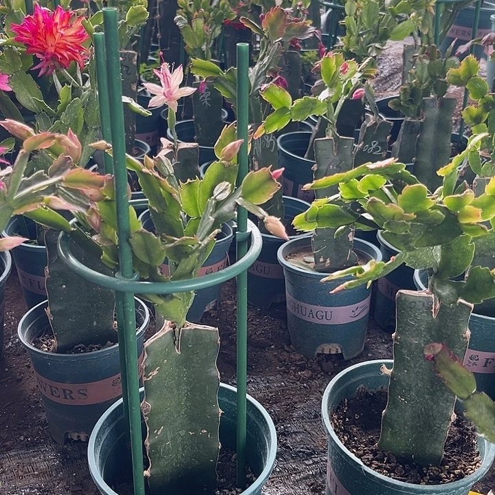 大***树5号038粉0000000000