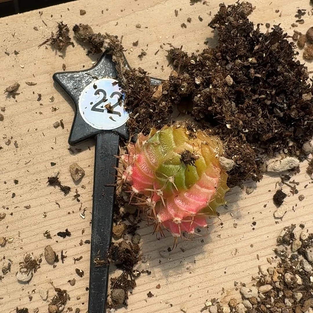 不***爱米哈实生自然锦22